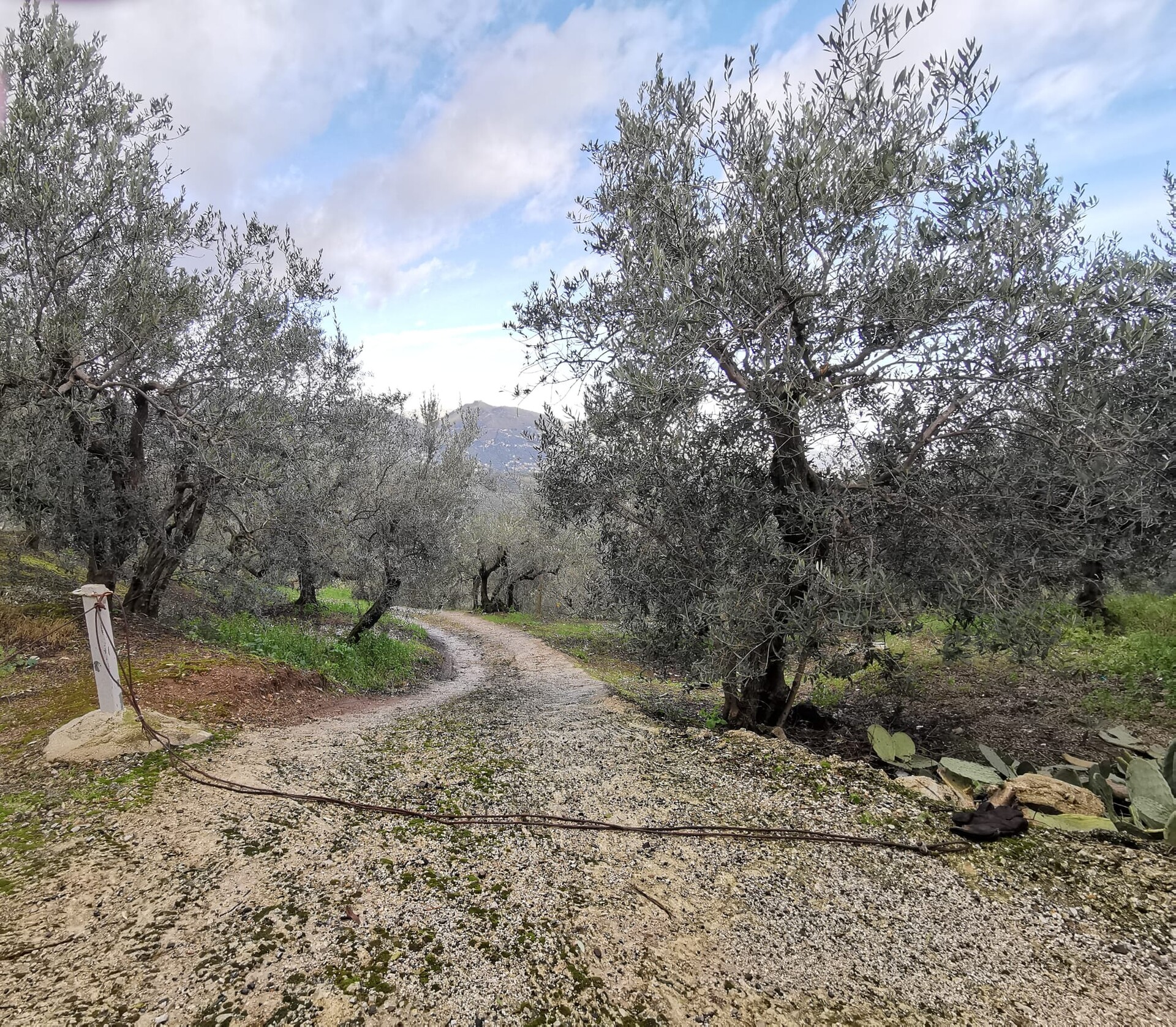 Terreno Agricolo in Vendita a Altofonte Periferia (Palermo)