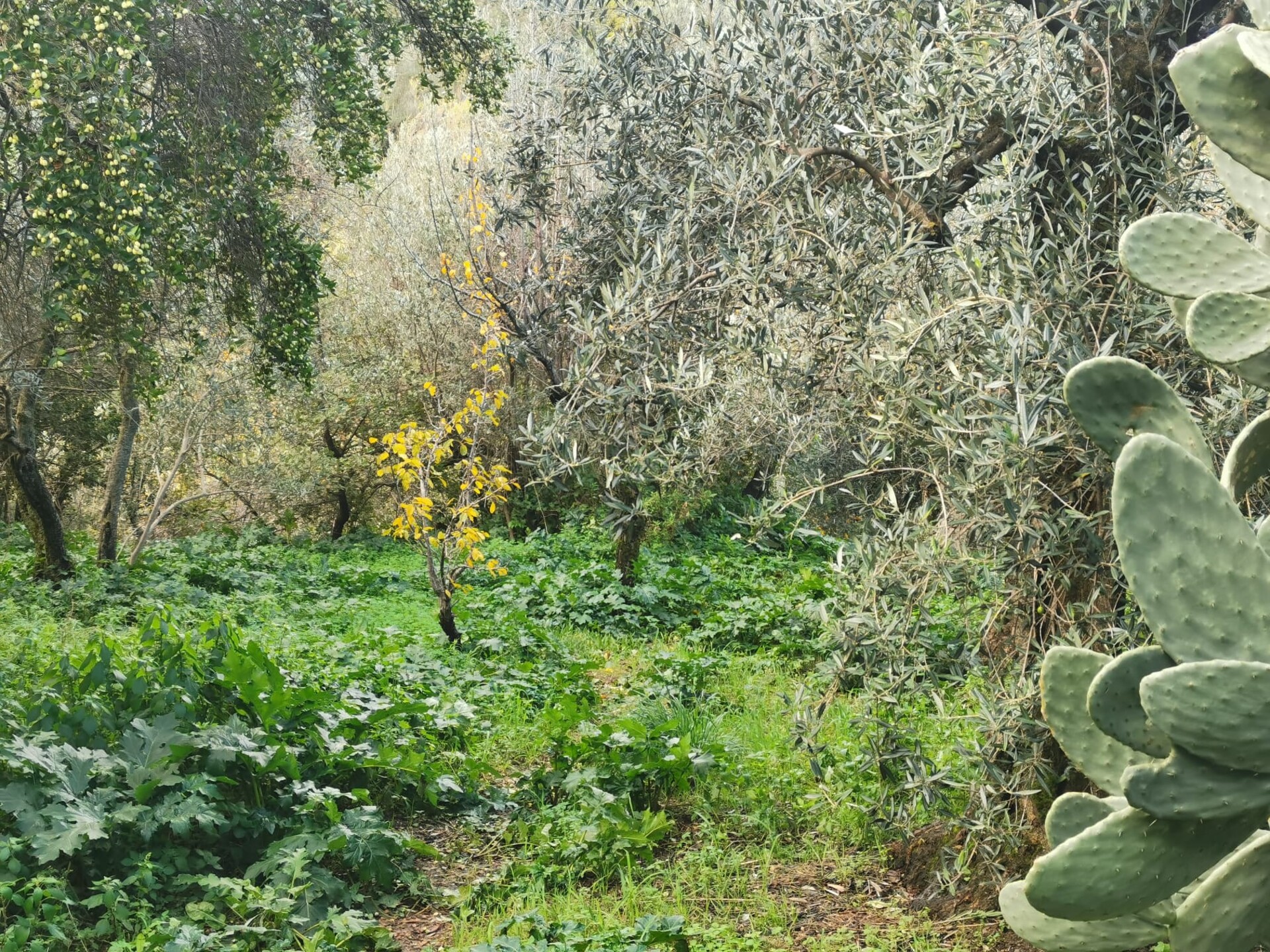 Terreno Agricolo in Vendita a Altofonte Periferia (Palermo)