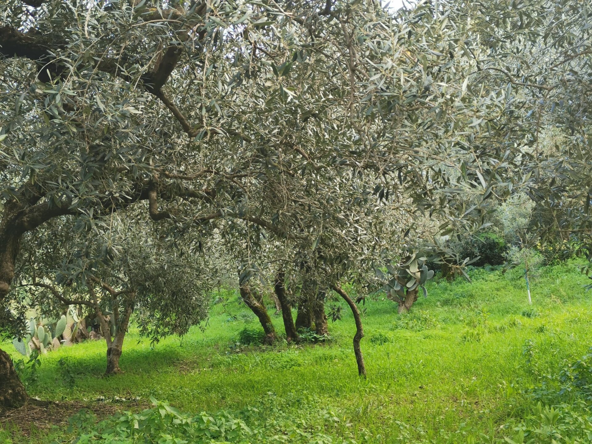 Terreno Agricolo in Vendita a Altofonte Periferia (Palermo)