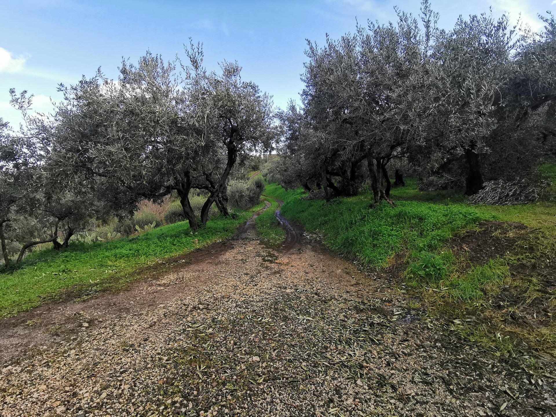 Terreno Agricolo in Vendita a Altofonte Periferia (Palermo)