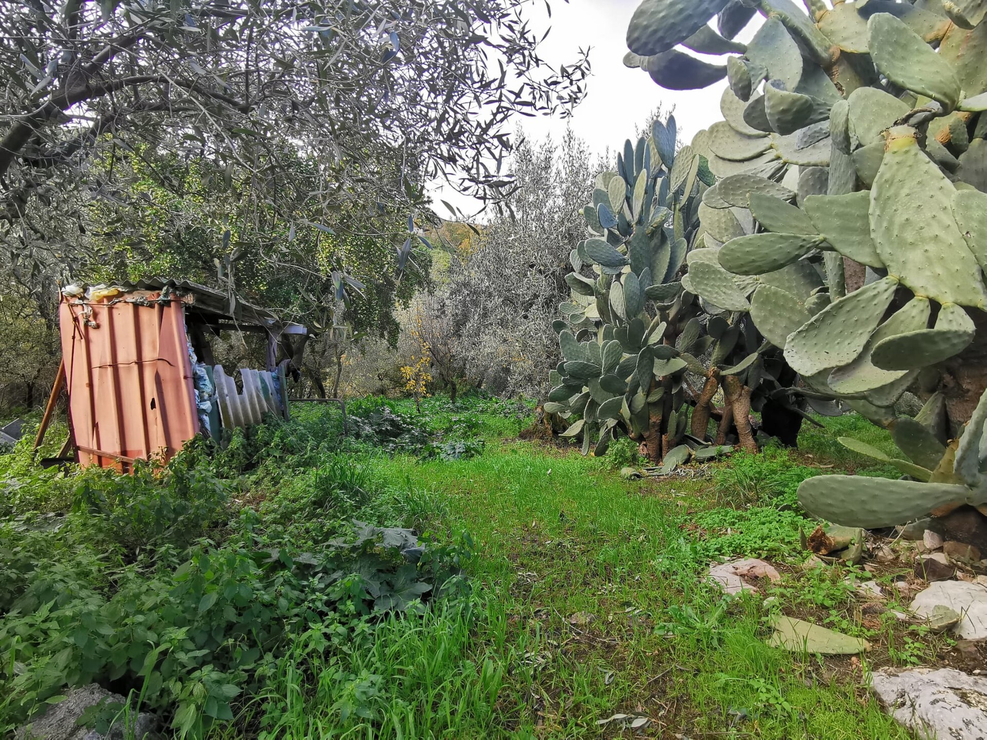 Terreno Agricolo in Vendita a Altofonte Periferia (Palermo)