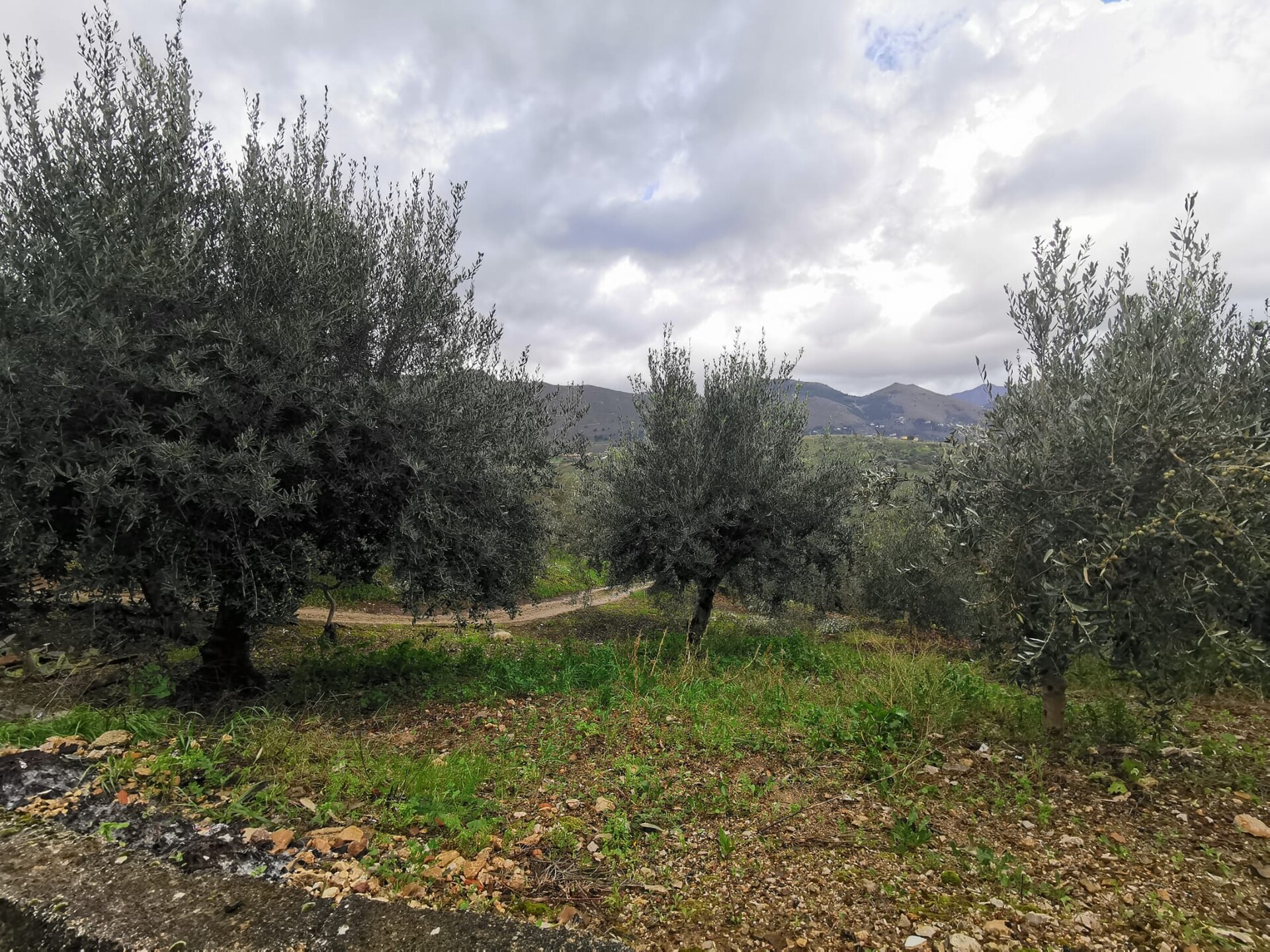 Terreno Agricolo in Vendita a Altofonte Periferia (Palermo)