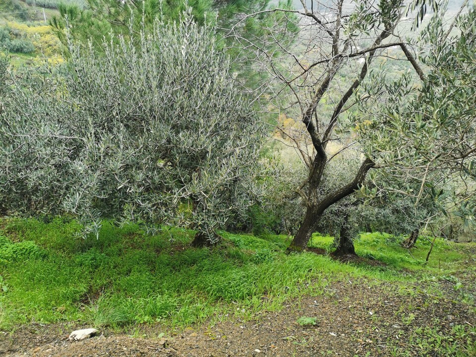 Terreno Agricolo in Vendita a Altofonte Periferia (Palermo)