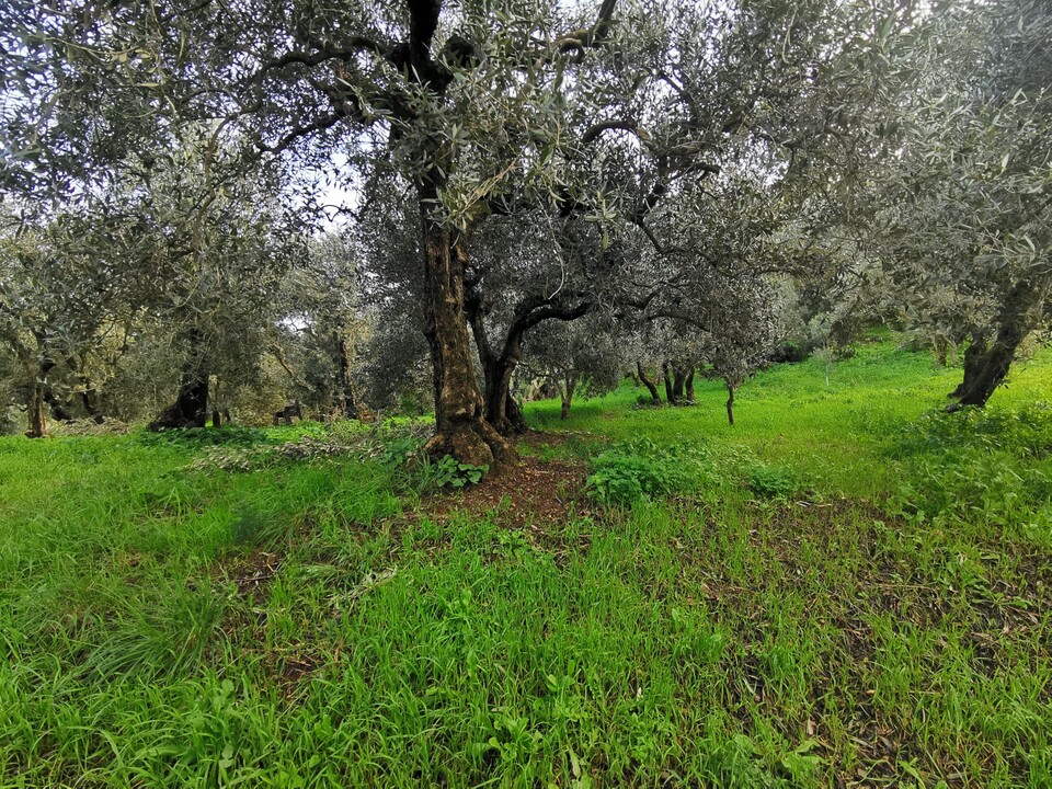Terreno Agricolo in Vendita a Altofonte Periferia (Palermo)