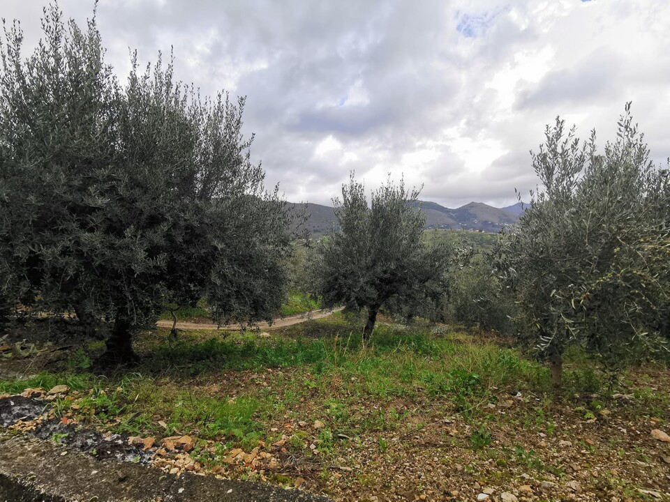 Terreno Agricolo in Vendita a Altofonte Periferia (Palermo)