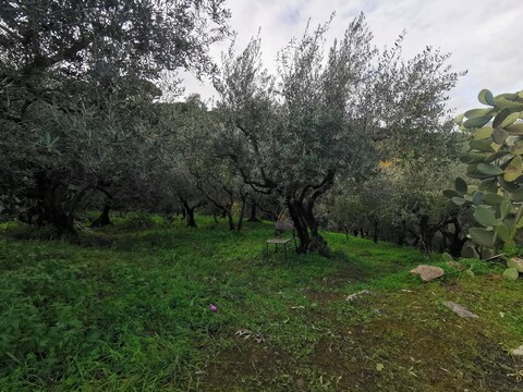 Terreno Agricolo in Vendita a Altofonte Periferia (Palermo)