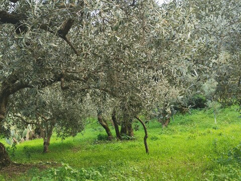 Terreno Agricolo in Vendita a Altofonte Periferia (Palermo)