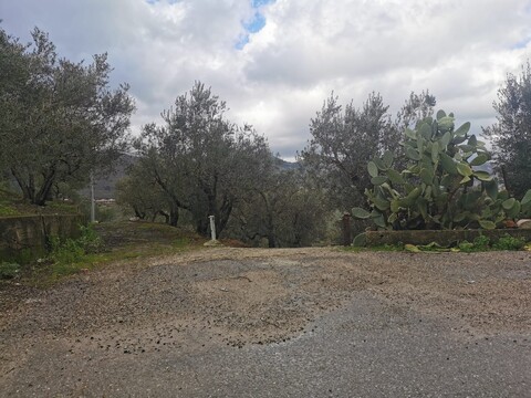 Terreno Agricolo in Vendita a Altofonte Periferia (Palermo)