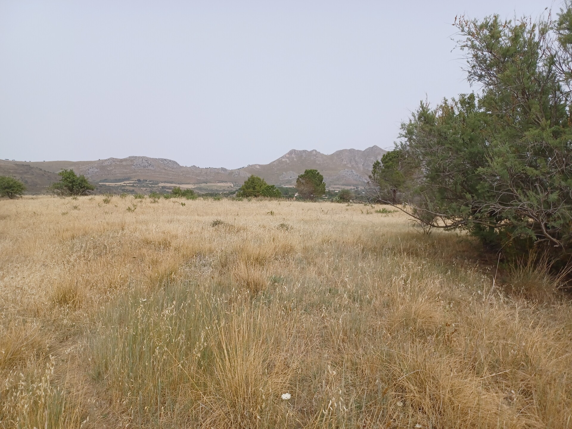 Terreno Agricolo in Vendita a Bolognetta (Palermo)
