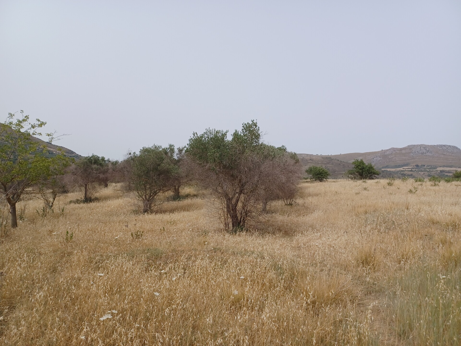 Terreno Agricolo in Vendita a Bolognetta (Palermo)