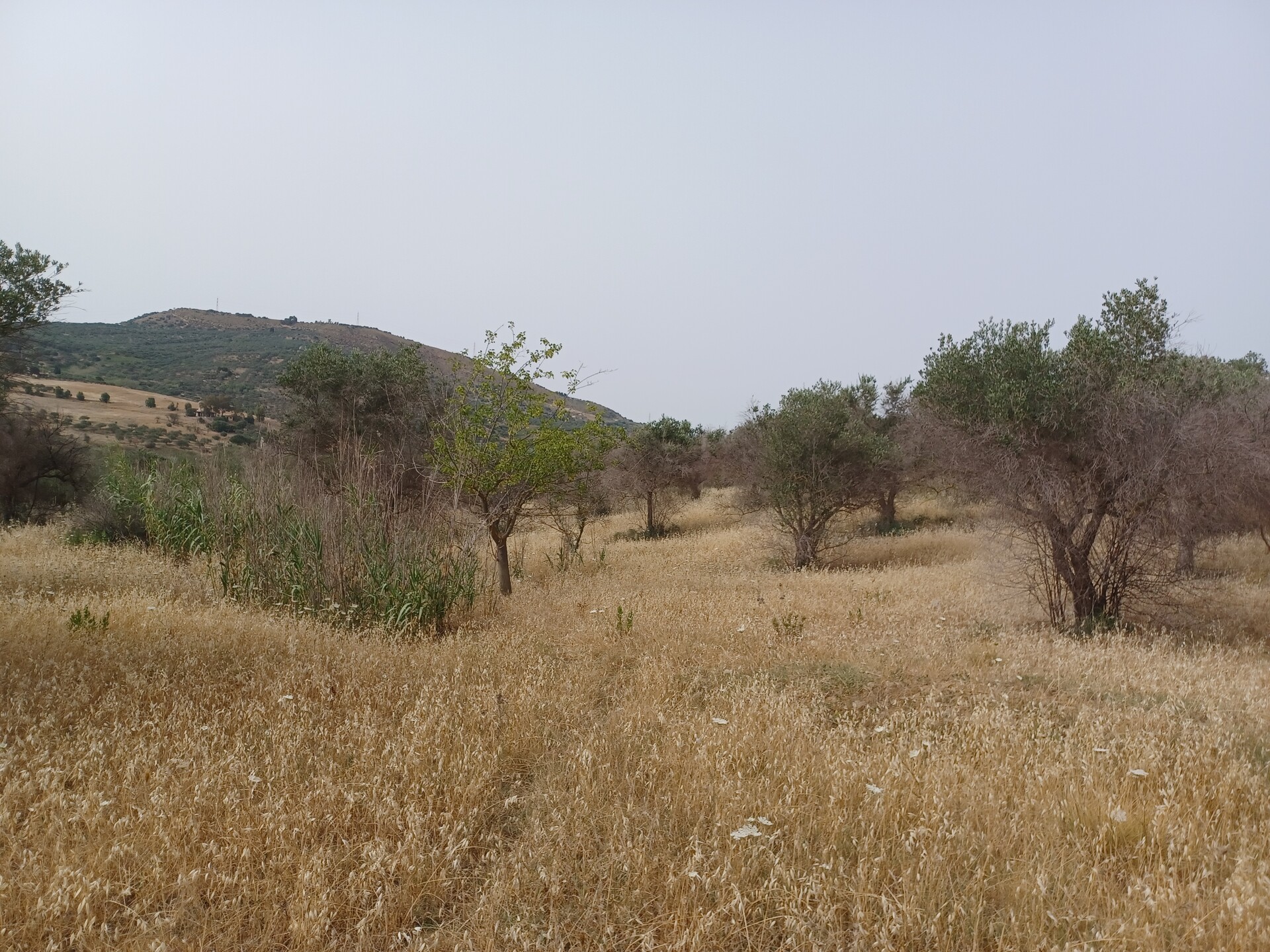 Terreno Agricolo in Vendita a Bolognetta (Palermo)