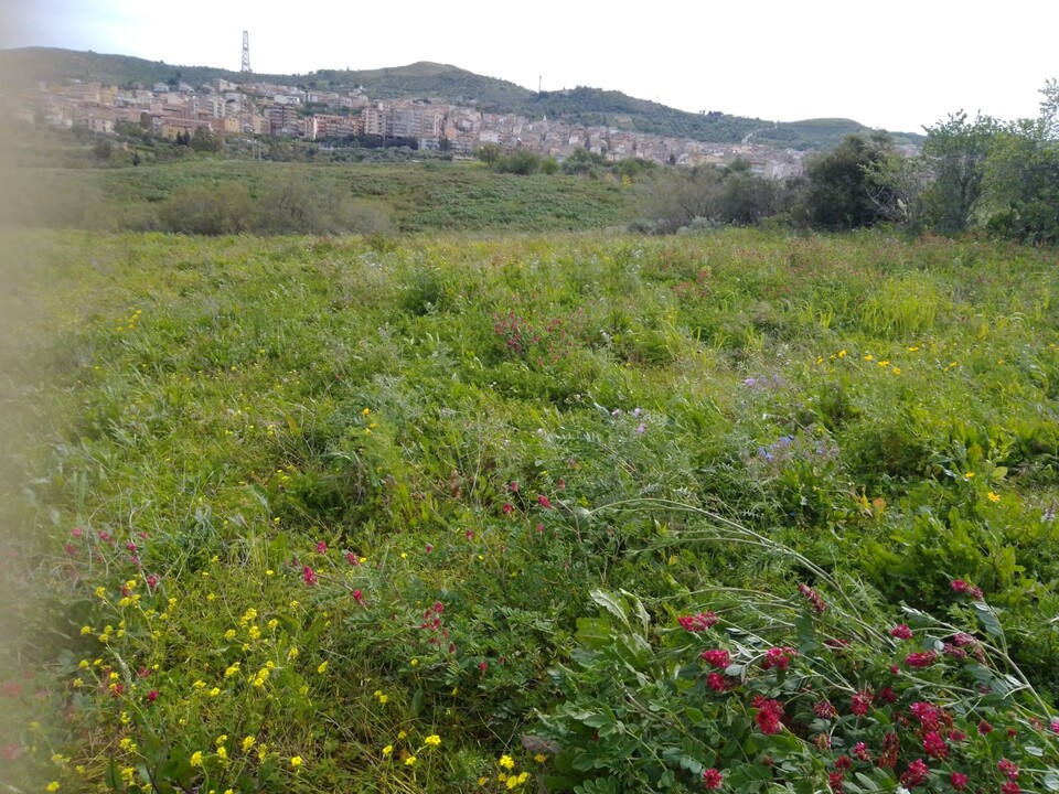 Terreno Agricolo in Vendita a Cerda Contrada Vignazza (Palermo)