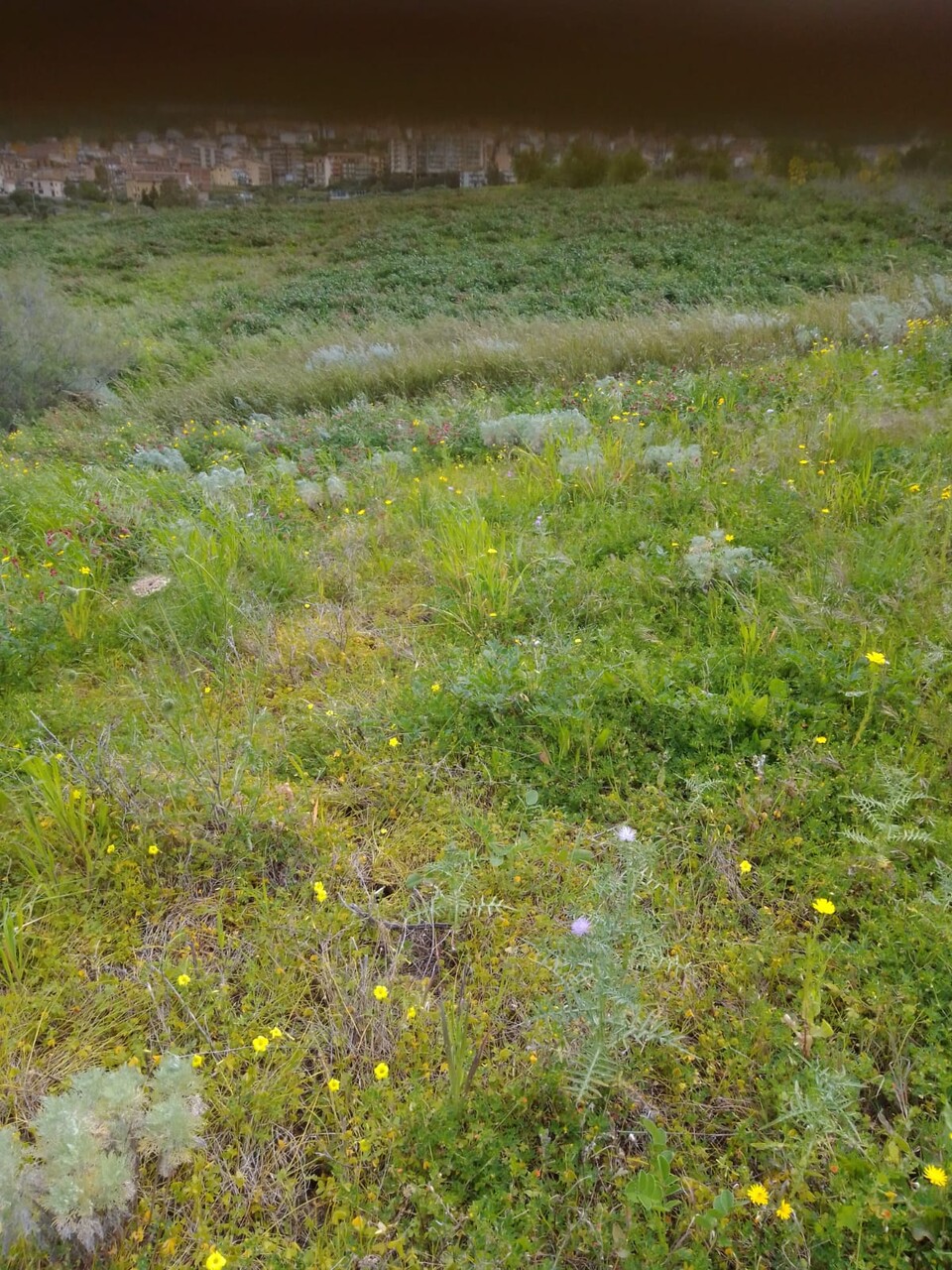 Terreno Agricolo in Vendita a Cerda Contrada Vignazza (Palermo)