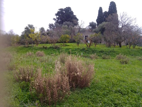 Terreno Agricolo in Vendita a Cerda Contrada Vicino la Terra (Palermo)