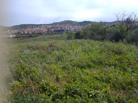 Terreno Agricolo in Vendita a Cerda Contrada Vignazza (Palermo)