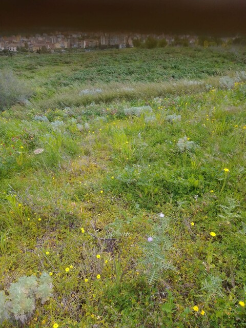 Terreno Agricolo in Vendita a Cerda Contrada Vignazza (Palermo)