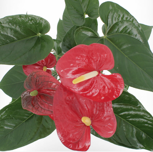 Pianta Anthurium Rosso Anna dei fiori Vendita online e spedizione