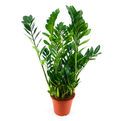 Pianta Zamioculcas Anna dei fiori vendita e spedizione online