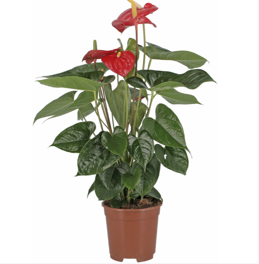 Pianta Anthurium Rosso Anna dei fiori Vendita online e spedizione