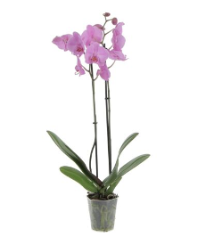 Pianta di orchidea Phalaenopsys con vaso in ceramica Anna dei Fiori Phalaenopsys