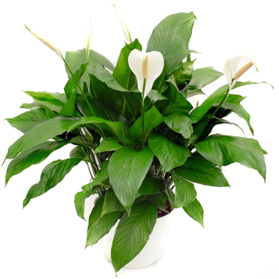 Pianta Spathiphyllum o Spatafillo prezzo Anna Dei fiori Vendita online e spedizione