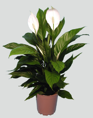 Pianta Spathiphyllum o Spatafillo prezzo Anna Dei fiori Vendita online e spedizione