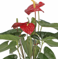 Pianta Anthurium Rosso Anna dei fiori Vendita online e spedizione