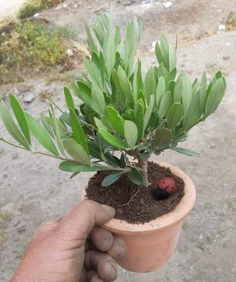 Ulivo Ornamentale da interno, giardino e da ricoltivare  Vivai Cuciti a forma di Cespuglio