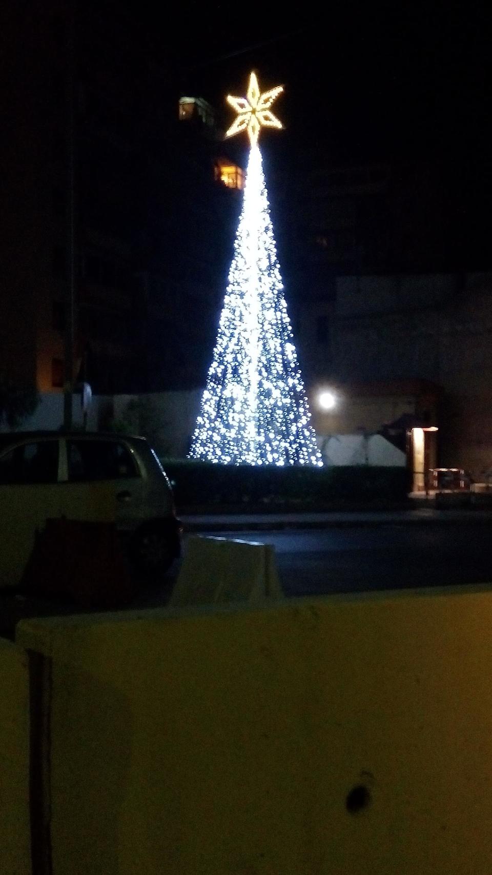 Albero all'immacolatella