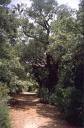 b&b escursione bosco di Santo Pietro  Caltagirone 3200773315