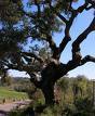 b&b escursione bosco di Santo Pietro  Caltagirone 3200773315