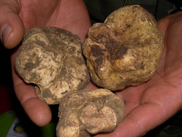 L'AFFASCINANTE MONDO DEL TARTUFO BIANCO IN PIEMONTE