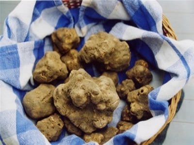 L'AFFASCINANTE MONDO DEL TARTUFO BIANCO IN PIEMONTE