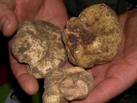 L'AFFASCINANTE MONDO DEL TARTUFO BIANCO IN PIEMONTE