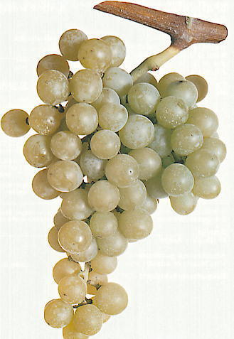 Uva da tavola