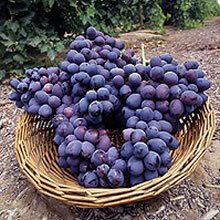 Uva da tavola