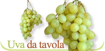 Uva da tavola