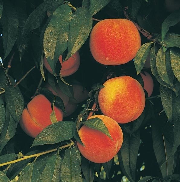 Pesche