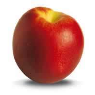 Nettarine