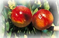 Nettarine