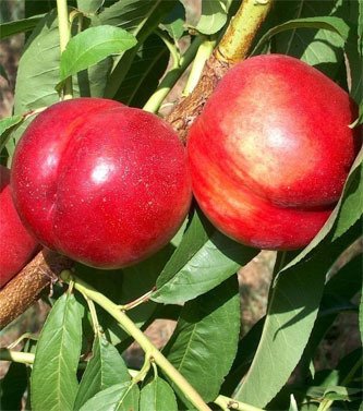 Nettarine