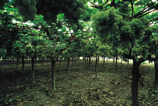 Prodotti ortofrutticoli di Mazzarrone