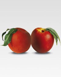 Nettarine