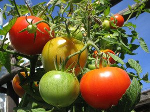 Prodotti ortofrutticoli di Sicilia