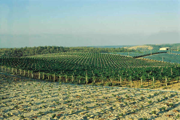 Prodotti ortofrutticoli di Mazzarrone