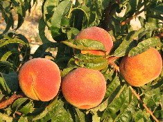 Pesche di Sicilia