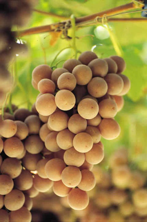 Uva Sicilia