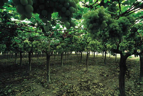 Prodotti ortofrutticoli di Mazzarrone
