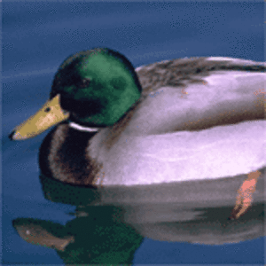 Riserva naturale Biviere Di Gela