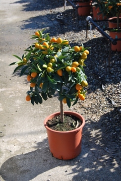 Kumquat  mini alberello vaso Ø 20 cm.